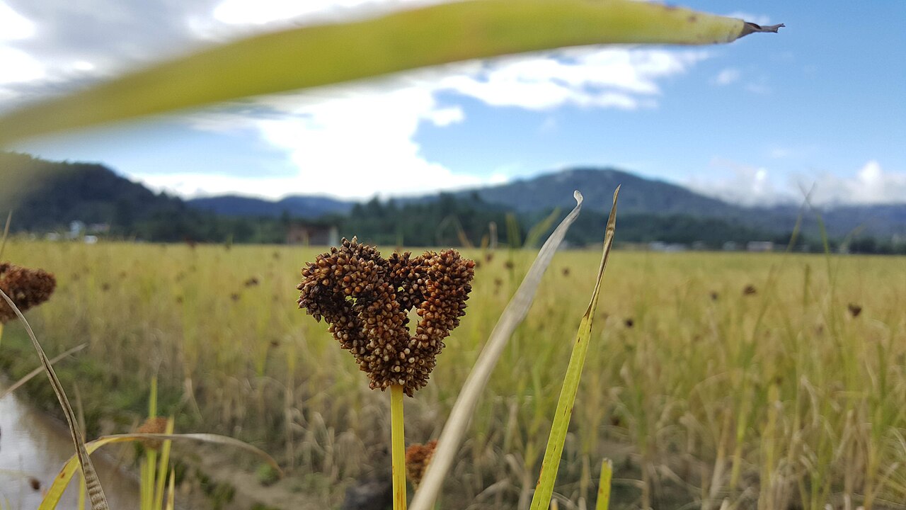 A head of millet in front of a ripe rice field and forested hills, photographed during the 2019 Ziro Festival of Music